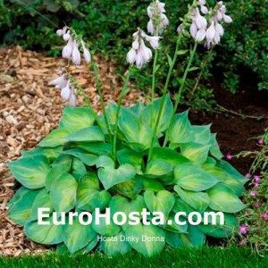 Hosta Dinky Donna - Eurohosta