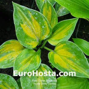 Hosta Dinky Donna - Eurohosta