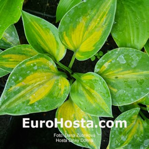 Hosta Dinky Donna - Eurohosta