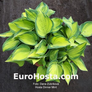 Hosta Dinner Mint