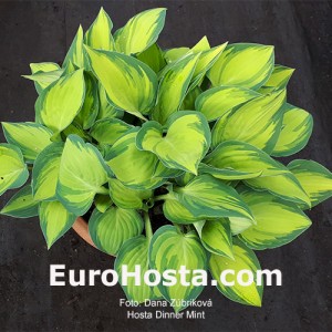 Hosta Dinner Mint