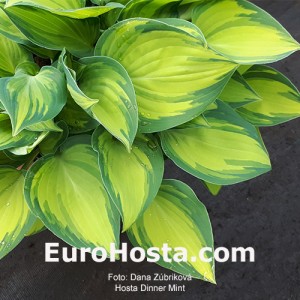 Hosta Dinner Mint