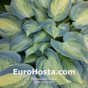 Hosta Dinner Mint