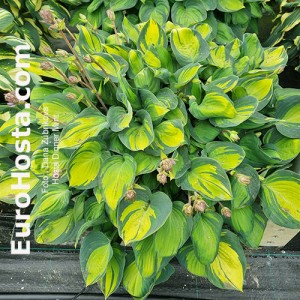 Hosta Dinner Mint