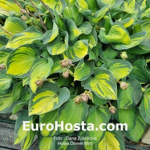 Hosta Dinner Mint