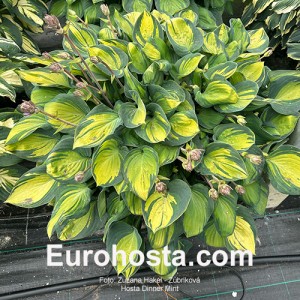 Hosta Dinner Mint