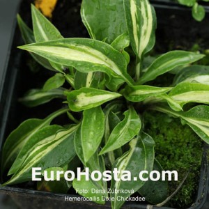 Hosta Dixie Chickadee