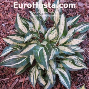 Hosta Dixie Chickadee