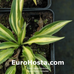 Hosta Dixie Chickadee