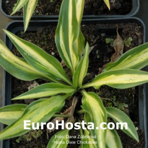 Hosta Dixie Chickadee