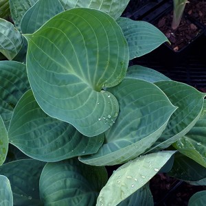 Hosta Dixie Cups