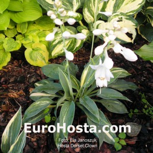 Hosta Dorset Clown - Eurohosta 