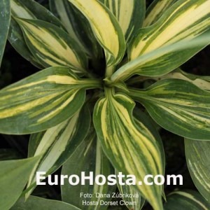 Hosta Dorset Clown - Eurohosta 