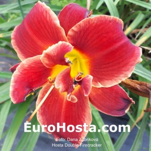 Hemerocallis Double Firecracke