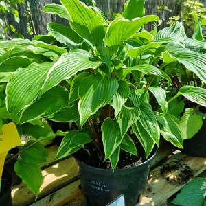 Hosta Dragon Warrior