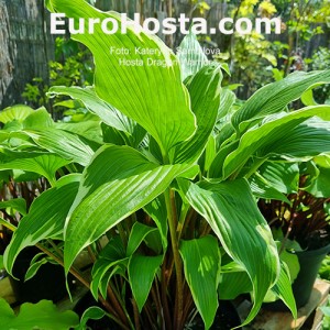 Hosta Dragon Warrior