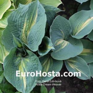 Hosta Dream Weaver - Eurohosta