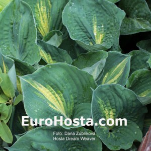 Hosta Dream Weaver - Eurohosta