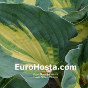 Hosta Dream Weaver - Eurohosta