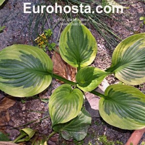 Hosta Dust Devil