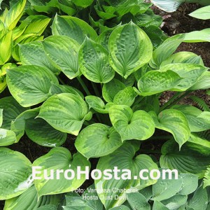 Hosta Dust Devil