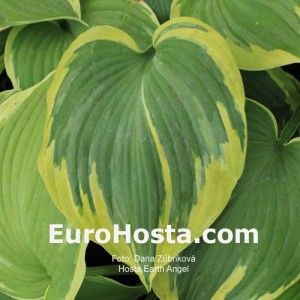 Hosta Earth Angel - Eurohosta