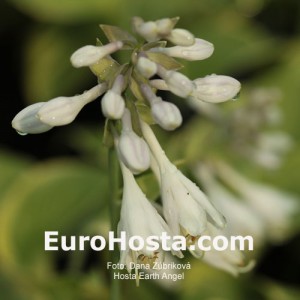 Hosta Earth Angel - Eurohosta