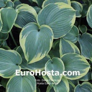 Hosta Earth Angel - Eurohosta