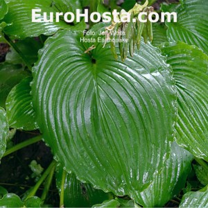 Hosta Earthquake