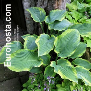 Hosta Eclipse 