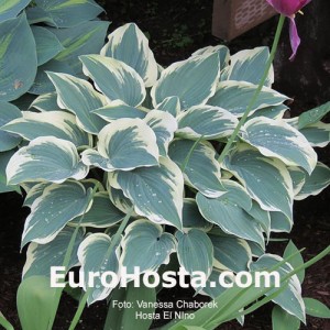 Hosta El Nino - Eurohosta