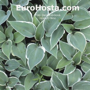 Hosta El Nino - Eurohosta