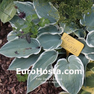 Hosta El Nino - Eurohosta