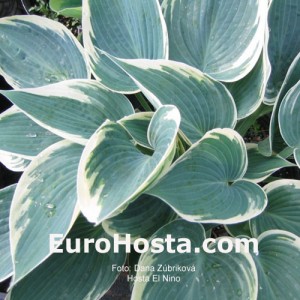 Hosta El Nino - Eurohosta