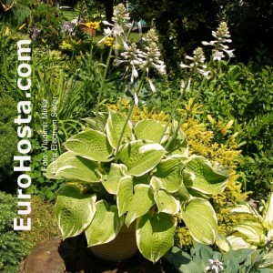 Hosta Electrum Stater