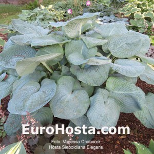 Hosta Sieboldiana Elegans