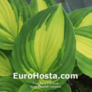 Hosta Elizabeth Campbell