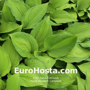 Hosta Elizabeth Campbell