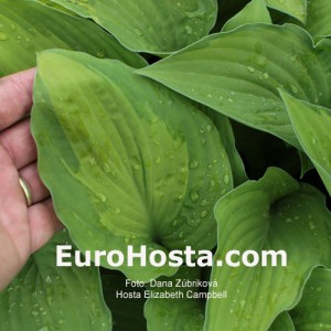 Hosta Elizabeth Campbell