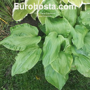 Hosta Embroidery