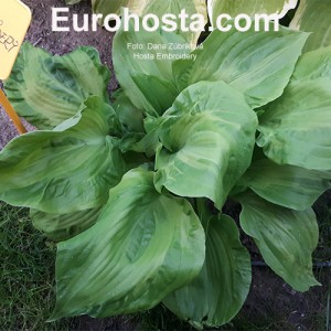 Hosta Embroidery