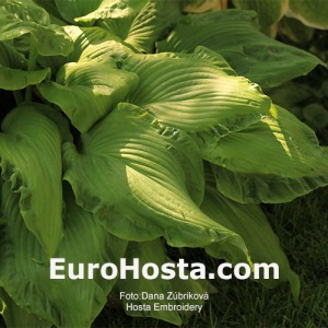 Hosta Embroidery