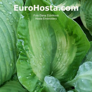 Hosta Embroidery