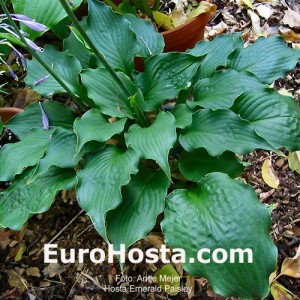 Hosta Emerald Paisley