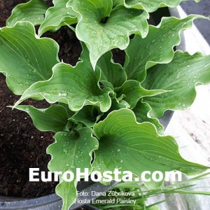 Hosta Emerald Paisley