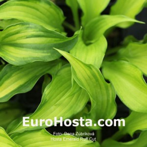Hosta Emerald Ruff Cut - Eurohosta