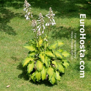 Hosta Emerald Ruff Cut - Eurohosta