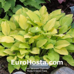 Hosta Emerald Tiara