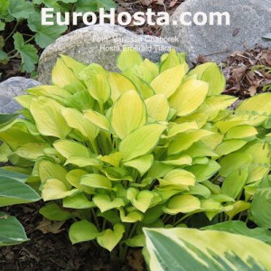Hosta Emerald Tiara