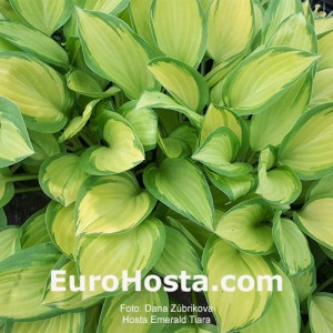 Hosta Emerald Tiara